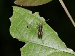 Nemophora
