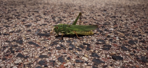 Large Green Grasshopper