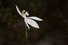 Caladenia picta
