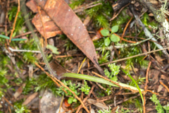 Caladenia picta