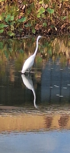 Great Egret