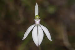 Caladenia picta