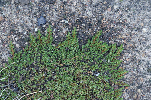 Selaginella peruviana