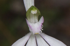 Caladenia picta