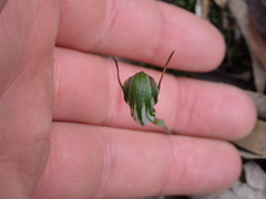 Pterostylis concinna, photograph (c) Em Lamond, some rights reserved (CC BY)
