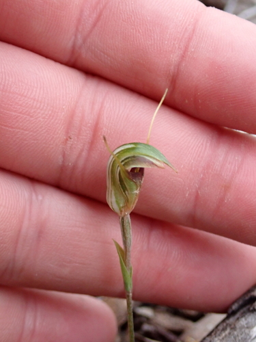 Pterostylis concinna, photograph 4