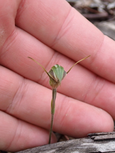 Pterostylis concinna, photograph 5