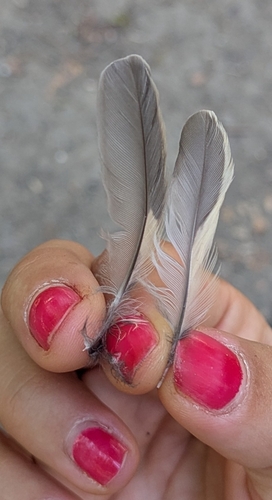 Plume de Gobemouche noir