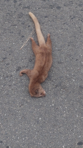 Golden Palm Civet