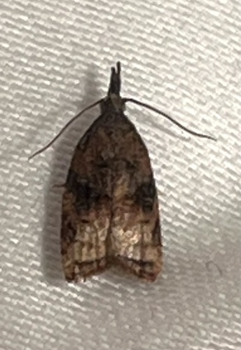 Omnivorous Leafroller Moth seen in Sonoma Valley