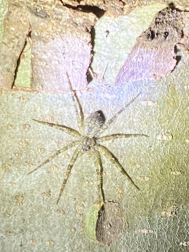 White-banded Fishing Spider