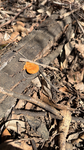 Southern Cinnabar Polypore