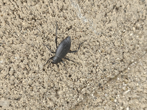 Rough-lipped Darkling Beetle
