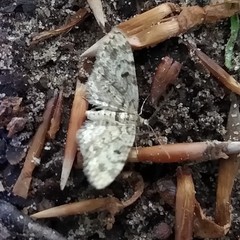 Eupithecia tantillaria