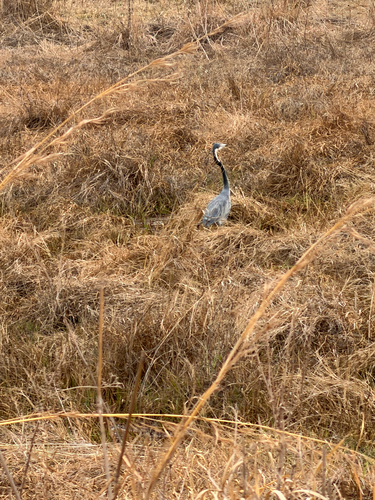 iNaturalist: (c) shanepelser, some rights reserved (CC BY-NC) iNaturalist image