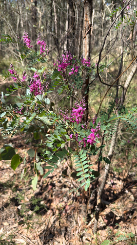Australian Indigo