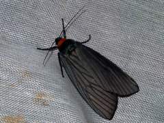 Macrobrochis fukiensis