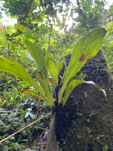 Antrophyum alatum