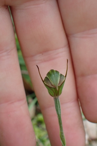 Pterostylis concinna, photograph 2