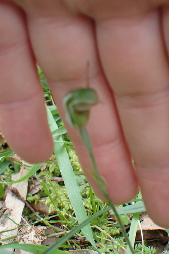 Pterostylis concinna, photograph 3