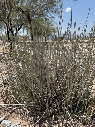 Candelilla