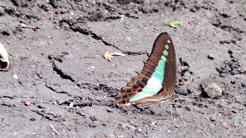 Common Bluebottle