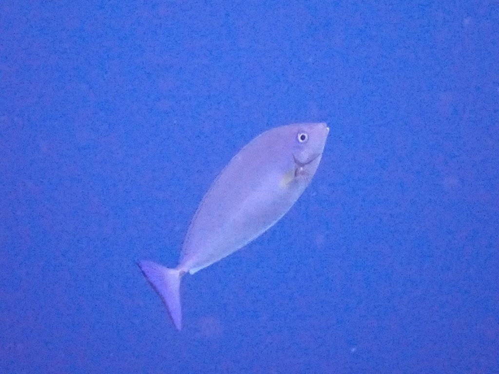 Bluetail Unicornfish
