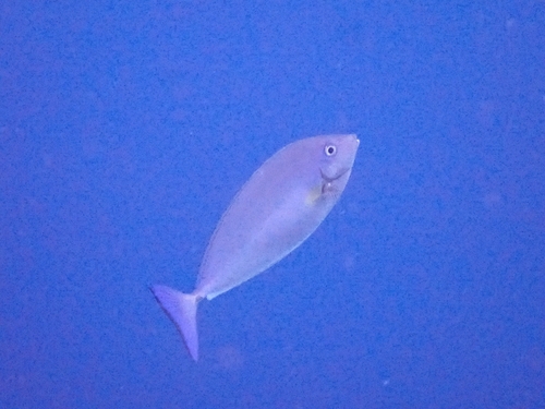 Bluetail Unicornfish
