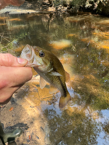 Spotted Bass