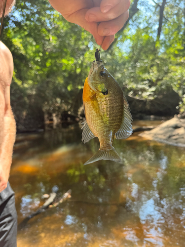 Bluegill