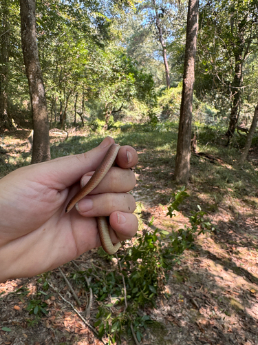 Rough Earthsnake