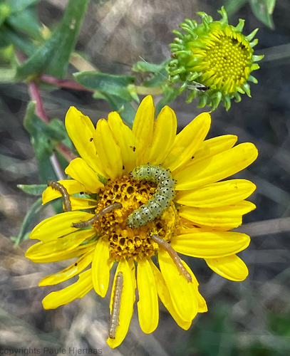 Curlycup Gumweed