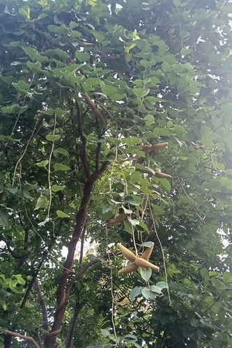 Stephanotis volubilis observed 2026-09-08