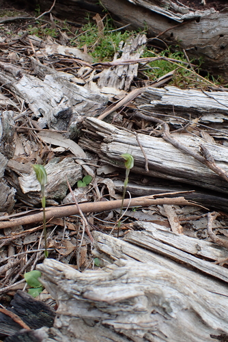 Pterostylis concinna, photograph 1
