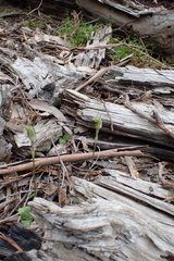 Pterostylis concinna, photograph (c) Em Lamond, some rights reserved (CC BY)