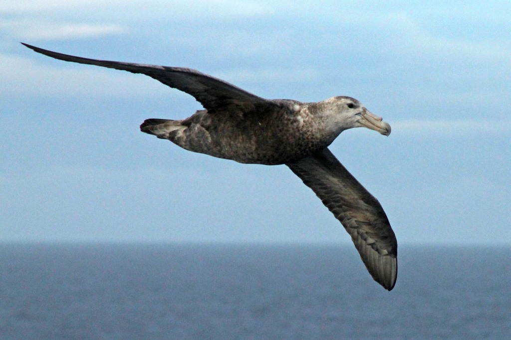 Giant Petrels