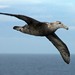 Giant Petrels - Photo (c) edward_rooks, some rights reserved (CC BY-NC)