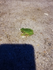Hyla molleri