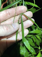 Vigna vexillata angustifolia