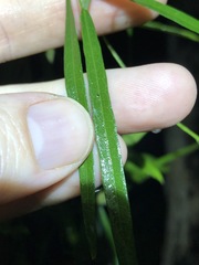 Vigna vexillata angustifolia