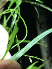 Vigna vexillata angustifolia