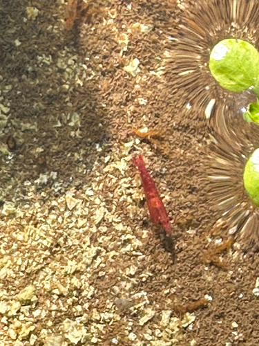 Tép red cherry màu đỏ trên nền cát trong bể