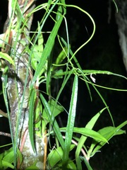 Vigna vexillata angustifolia