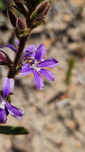 Scaevola glandulifera, 2026-09-08
