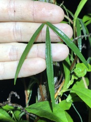 Vigna vexillata angustifolia