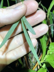 Vigna vexillata angustifolia