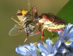 Apiomerus flaviventris