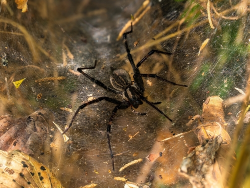Dark-legged Grass Spider