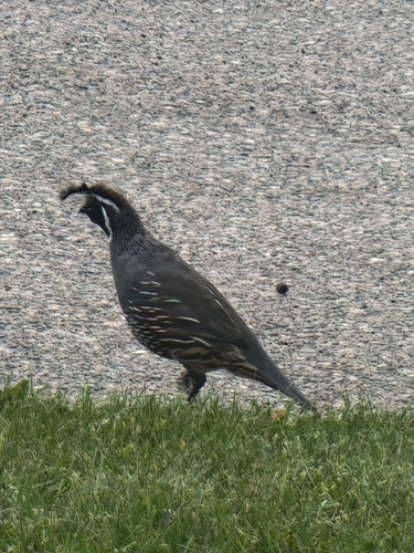 California Quail