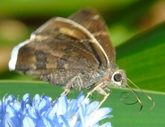 Achalarus